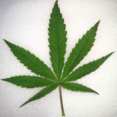 Walburga #3 growlog timeline photo