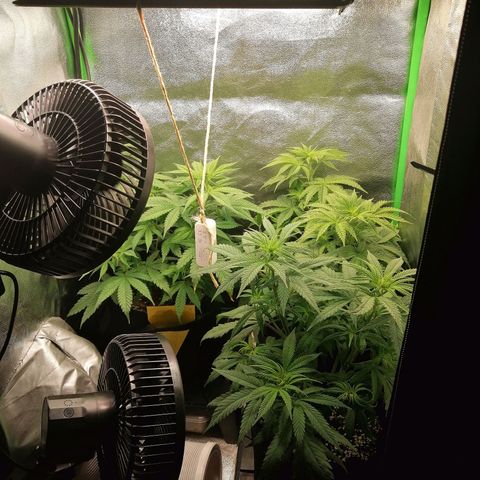 Walburga #3 growlog timeline photo