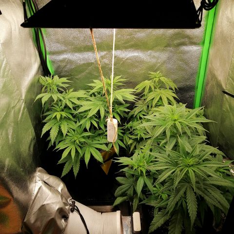 Walburga #3 growlog timeline photo