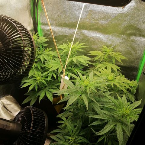 Walburga #3 growlog timeline photo