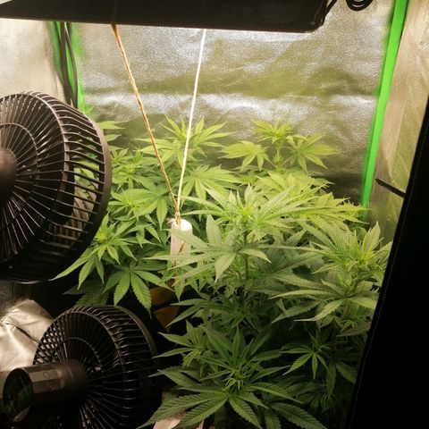 Walburga #3 growlog timeline photo
