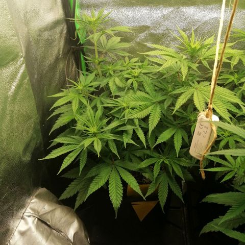 Walburga #1 growlog timeline photo