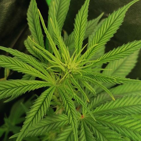 Walburga #1 growlog timeline photo