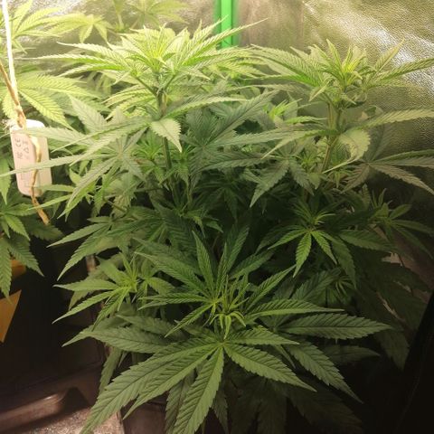 Walburga #3 growlog timeline photo