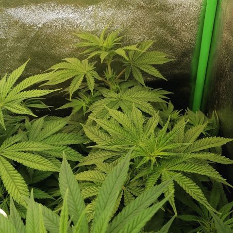 Walburga #2 growlog timeline photo