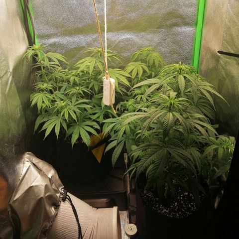 Walburga #3 growlog timeline photo