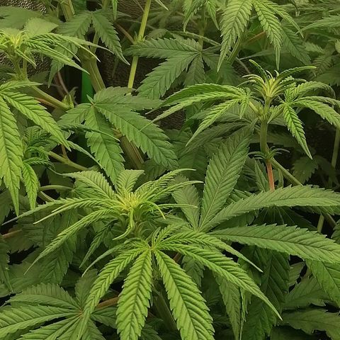 Walburga #1 growlog timeline photo