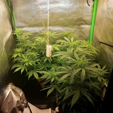 Walburga #3 growlog timeline photo