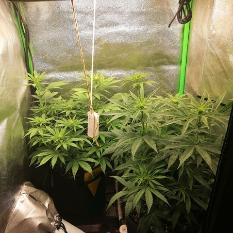 Walburga #3 growlog timeline photo