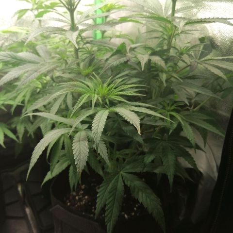 Walburga #3 growlog timeline photo