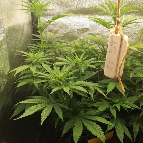 Walburga #1 growlog timeline photo