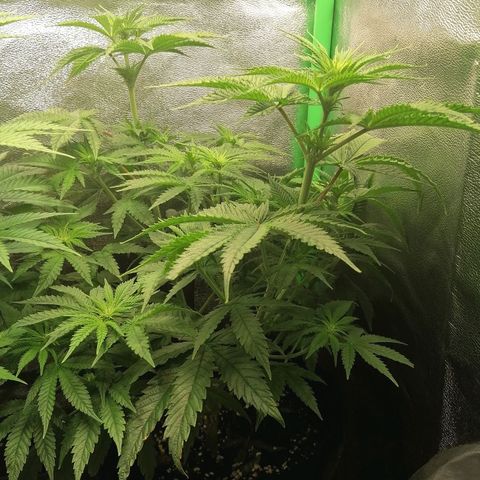 Walburga #2 growlog timeline photo