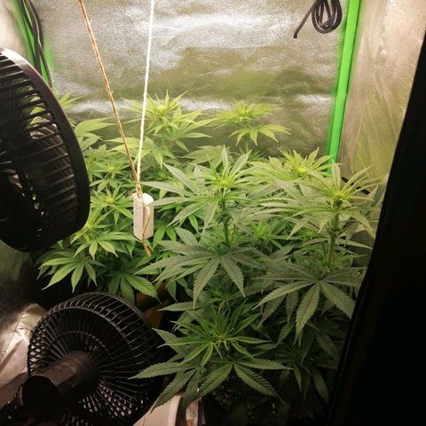 Walburga #3 growlog timeline photo