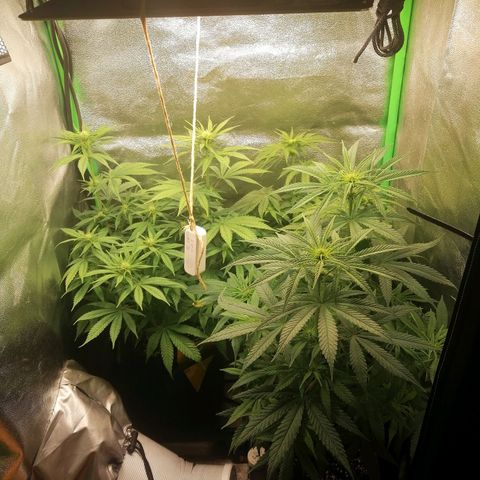 Walburga #3 growlog timeline photo