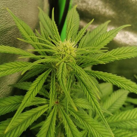 Walburga #3 growlog timeline photo