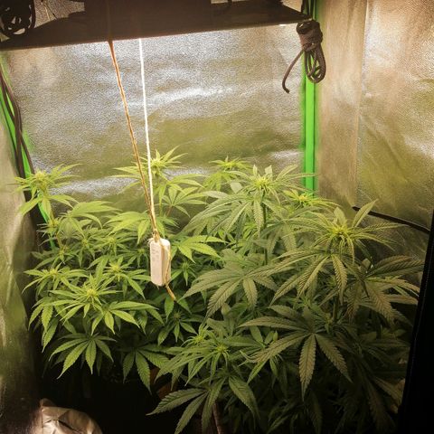 Walburga #3 growlog timeline photo