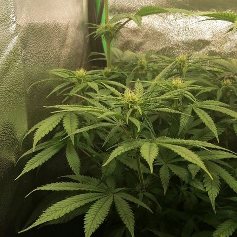Walburga #1 growlog timeline photo