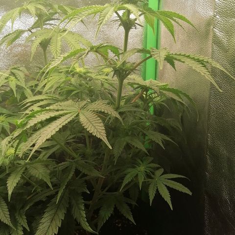 Walburga #2 growlog timeline photo