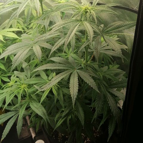 Walburga #3 growlog timeline photo