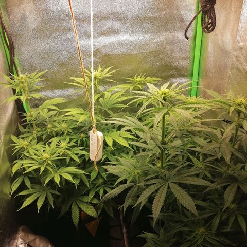 Walburga #3 growlog timeline photo