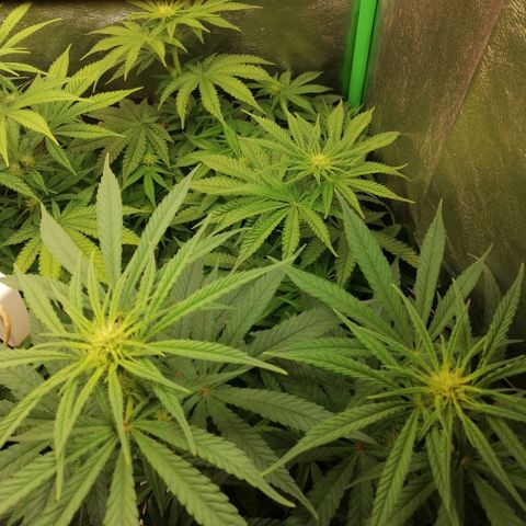 Walburga #3 growlog timeline photo
