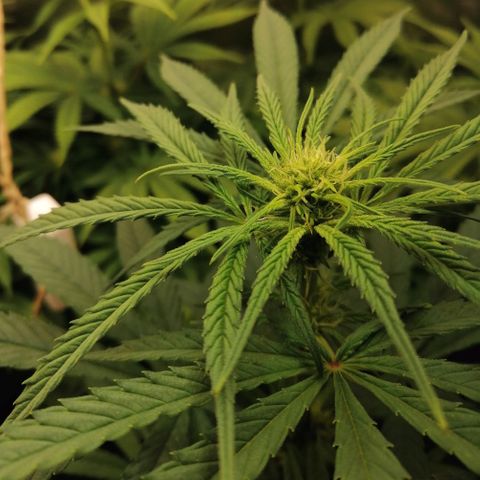 Walburga #2 growlog timeline photo