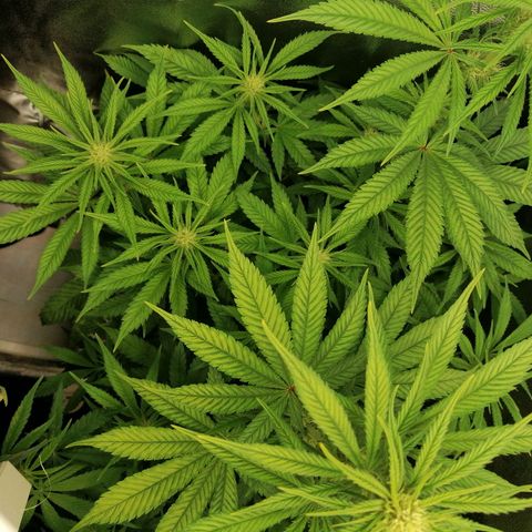 Walburga #1 growlog timeline photo