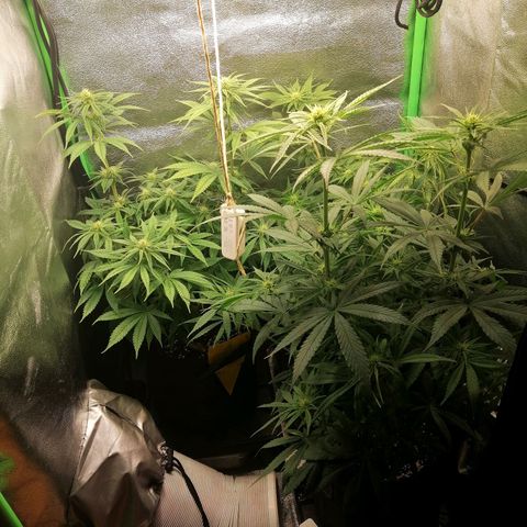 Walburga #3 growlog timeline photo