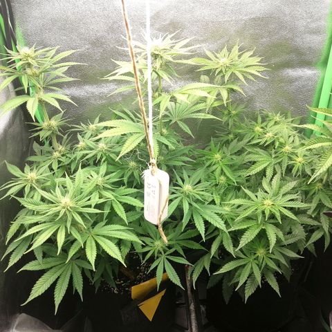 Walburga #1 growlog timeline photo