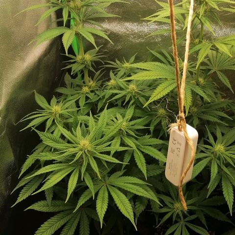 Walburga #1 growlog timeline photo