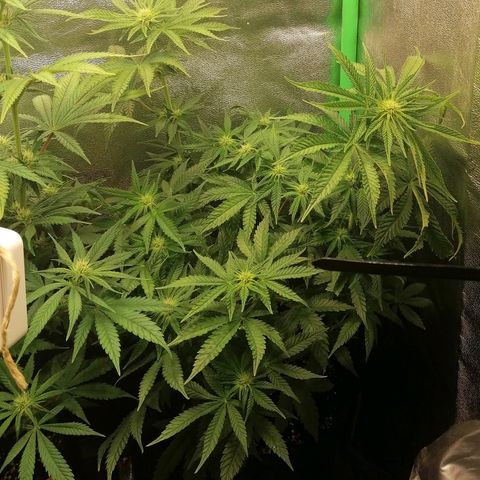 Walburga #2 growlog timeline photo