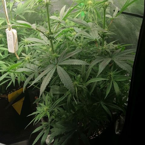 Walburga #3 growlog timeline photo
