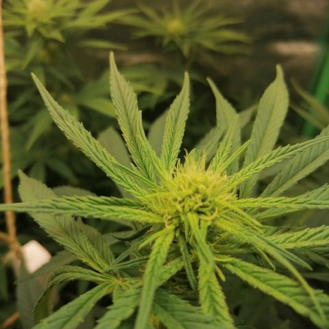 Walburga #3 growlog timeline photo