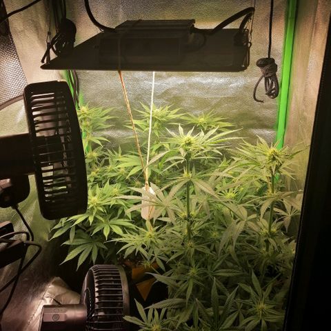 Walburga #3 growlog timeline photo