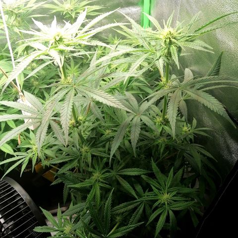 Walburga #3 growlog timeline photo