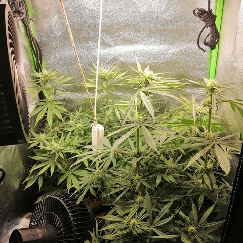 Walburga #3 growlog timeline photo