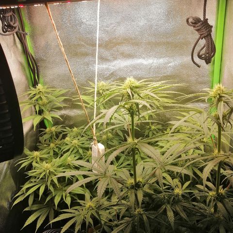 Walburga #3 growlog timeline photo