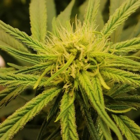Walburga #3 growlog timeline photo