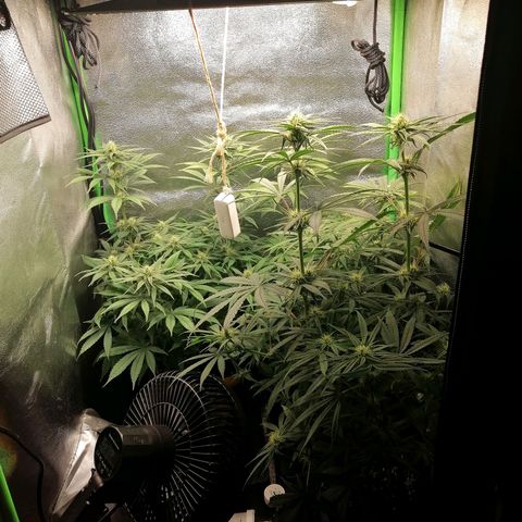 Walburga #3 growlog timeline photo