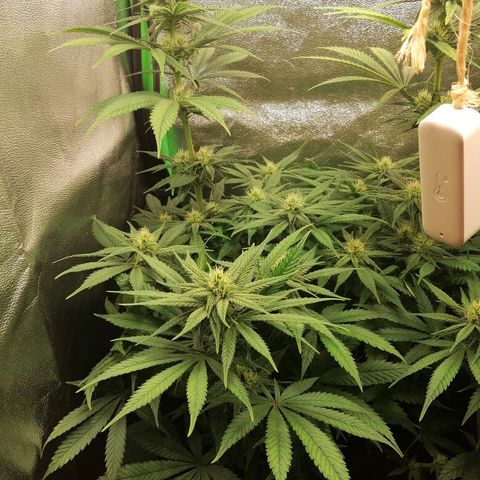 Walburga #1 growlog timeline photo