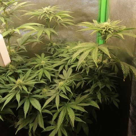 Walburga #2 growlog timeline photo