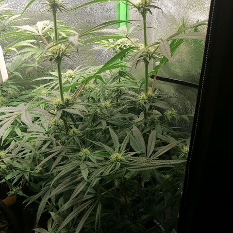 Walburga #3 growlog timeline photo