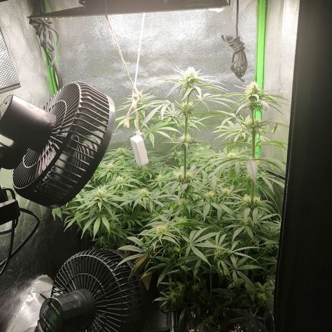 Walburga #3 growlog timeline photo
