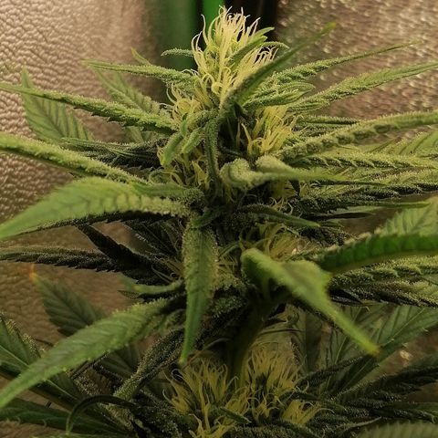 Walburga #1 growlog timeline photo