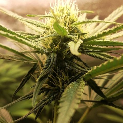 Walburga #3 growlog timeline photo