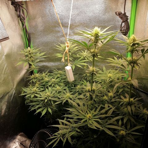 Walburga #3 growlog timeline photo