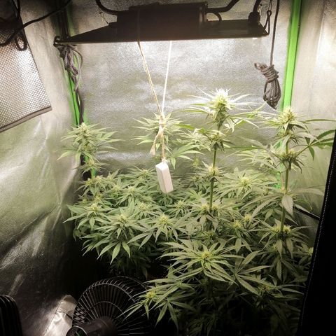 Walburga #3 growlog timeline photo
