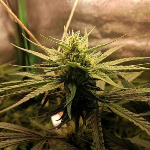 Walburga #3 growlog timeline photo