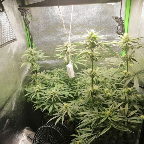 Walburga #3 growlog timeline photo