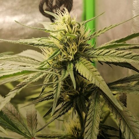 Walburga #3 growlog timeline photo